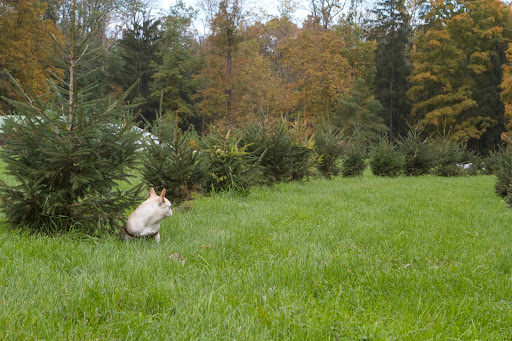 Plus, its pine smell is intoxicating. Hey, Francesca! Where are you going? Plus, its pine smell is intoxicating. Hey, Francesca! Where are you going?