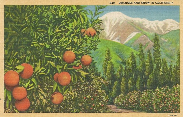 oranges