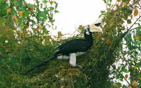 Wild Hornbill on Koh Ngai