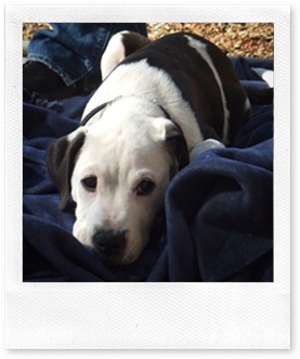 2006_0103puppiesetc20034
