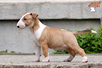 Karmacoma Superstylin' 7 weeks