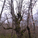 Chaparro de Rienda 02