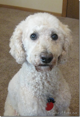 Standard poodle, cream, apricot, blonde
