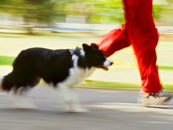 Dicas-para-treinar-corrida-com-seu-cachorro