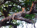 And this was our first up-close sighting of a leopard! And it was awesome and worth the wait... beautiful creatures! South Africa - 500.jpg