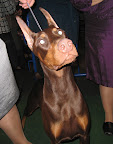CJ, a Doberman Pinscher won Best of Breed and Best of Group to compete for Best In Show.