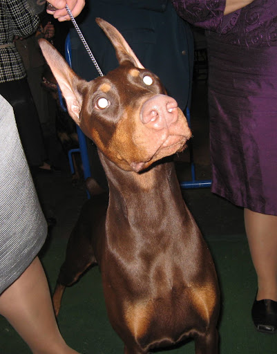 CJ, a Doberman Pinscher won Best of Breed and Best of Group to compete for Best In Show.