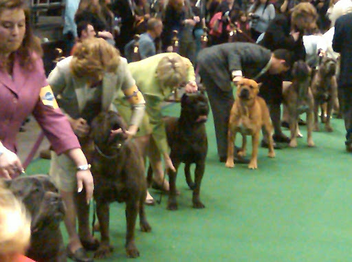 Cane Corsos in the ring