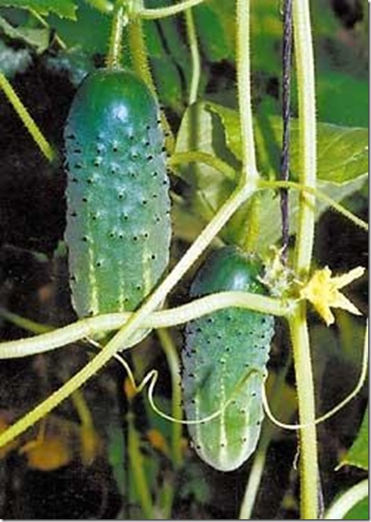 clip_image009