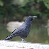 DSC_0240.JPG