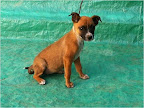 ZYGY adoptada