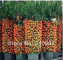 [MENTIRA%252015%2520Bonsai-Sweet-Orange-Tree-Seeds-Organic-Fruit-Tree-Seeds.jpg_220x220%255B6%255D.jpg]