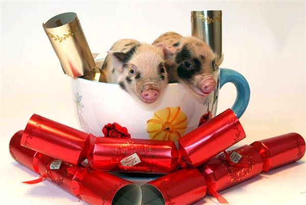 [Cute-Christmas-Creatures-31%255B2%255D.jpg]