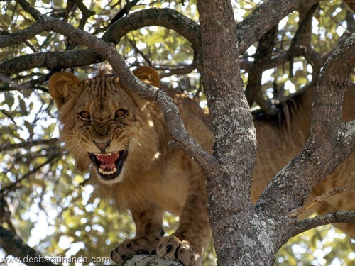 animais national geographic desbaratinando  (29)