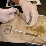 cornea_incision.JPG
