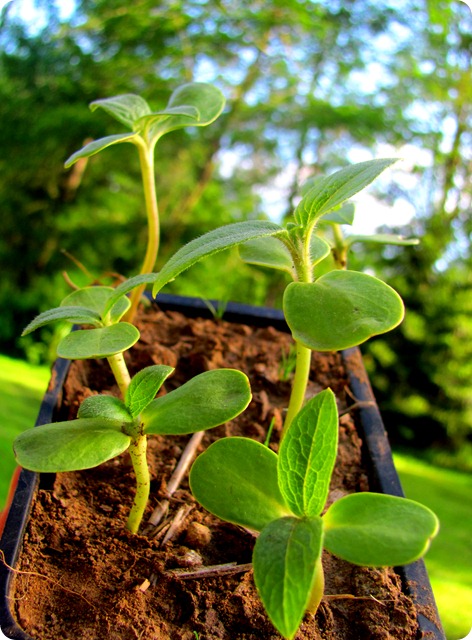sunflower seedlings