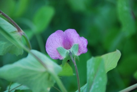 [ervilhas%2520DSC_0127DSC_013306%255B5%255D.jpg]