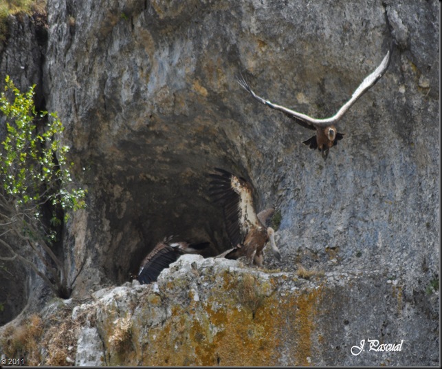 Buitre leonado (17)