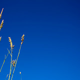 IMG_8599.jpg