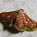 Moth