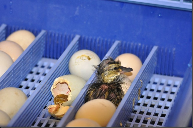 Just hatched - Mallard in incubator DSC_0237