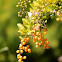 Duranta