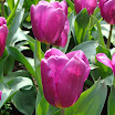 Tulip gardens 461.JPG