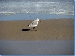 7133 Texas, South Padre Island - Beach access #3 - Sanderling