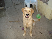 Fotos perros Varios fotos perros