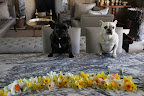 Franny, don't you think Martha will love this arrangement? There's one of each variety.