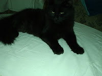Afbeelding van alles kittens nikita 9 maart 2010 048.jpg