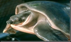 10. Pig-nosed Turtle (Carettochelys Insculpta)