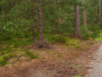 IMG_1699.JPG Photo