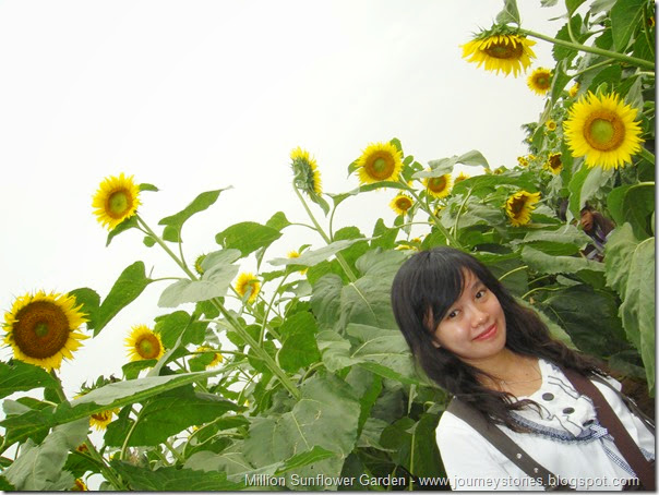 Sunflower Garden (13)