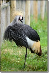 Slimbridge WWT - Rain