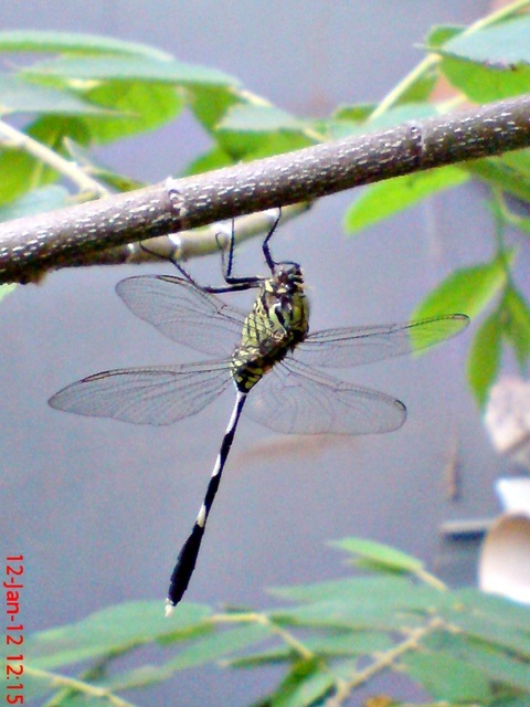 [Orthetrum%2520sabina%2520-%2520Slender%2520Skimmer%2520-%2520Capung%2520badak%255B8%255D.jpg]