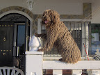 Turca a la entrada de casa.
