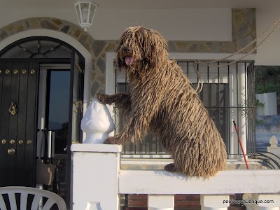 Turca a la entrada de casa. fotos para el mundo del perro 008.jpg