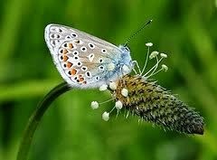 [Plantago%2520asiatica%255B2%255D.jpg]