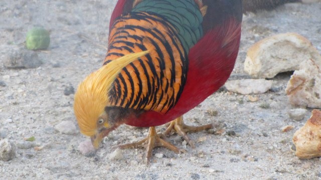 [IMG_2304_640x3605.jpg]