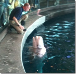 shedd aquarium eight