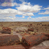 Àrvore petrificada na Rainbow Forest -Petrified Forest National Park - Flagstaff, AZ