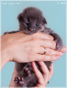 Фото котенка мейн-кун Frant возраст 2 недели | Питомник Grey Claw`s