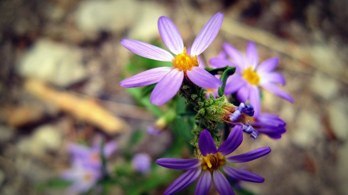 sweet little purple wildflowers in Millcreek Canyon Utah