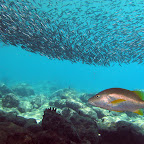 Under the pier @ Bari reef