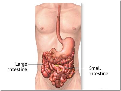 small intestine and Large intestine