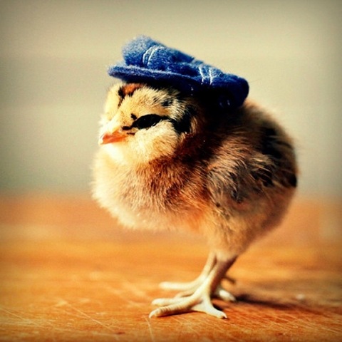 [chick-in-hats-1%255B2%255D.jpg]