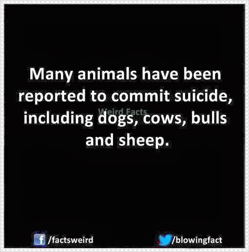 [Many%2520animals%2520have%2520been%2520reported%2520to%2520commit%2520suicide%252C%2520including%2520dogs%252C%2520cows%252C%2520bulls%252C%2520and%2520sheep.%255B3%255D.jpg]