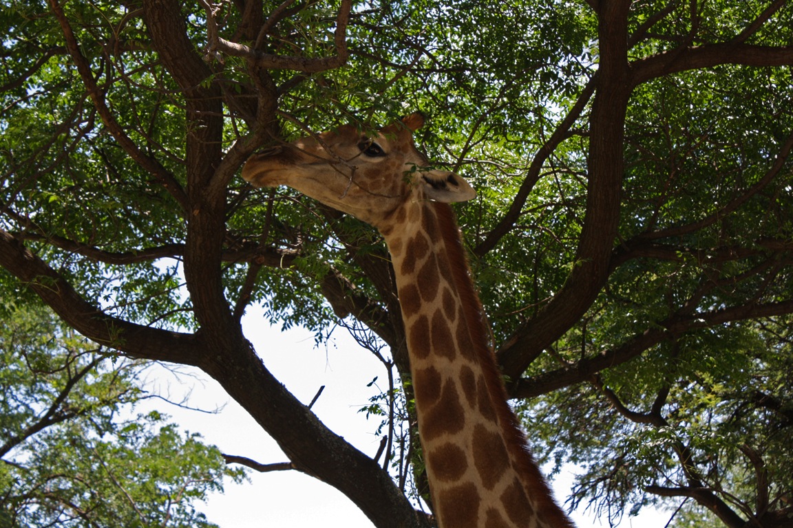 [Looking%2520up%252C%2520Giraffe%252C%2520Lion%2520Park%2520Johannesburg%255B11%255D.jpg]