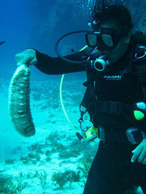 Strange Sea Creatures